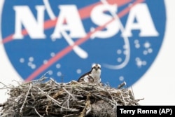 Osprey betina dan salah satu dari tiga anaknya terlihat dengan latar belakang logo NASA di Kennedy Space Center di Cape Canaveral, Florida.