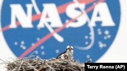 Osprey betina dan salah satu dari tiga anaknya terlihat dengan latar belakang logo NASA di Kennedy Space Center di Cape Canaveral, Fla. Selandia Baru mengumumkan Selasa, 1 Juni 2021, sebagai negara terbaru yang menandatangani perjanjian luar angkasa denga