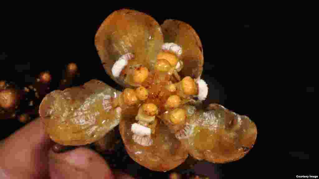Những củ của ký sinh rễ Balanophora coralliformi này có hình dạng giống như san hô từ sườn núi Mingan ở Philippines, sống ký sinh trên các loài thực vật khác.