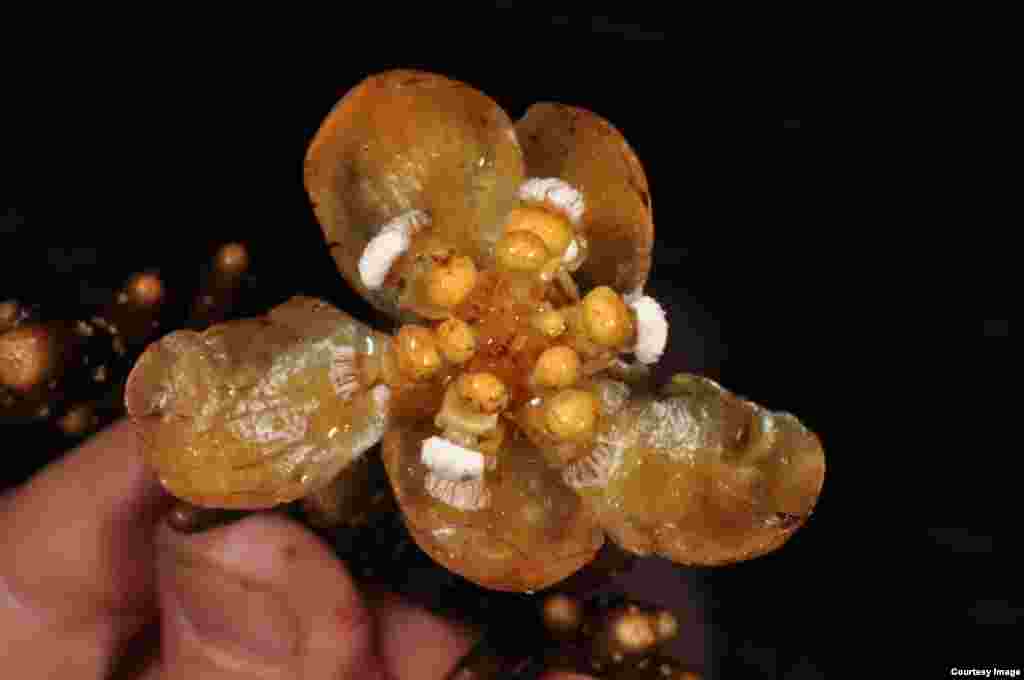 Umbi unik Balanophora coralliformis yang ditemukan di Filipina ini mirip seperti batu karang atau koral. Tanaman ini, yang mendapatkan nutrisi dari tanaman lain, hanya ditemukan di lereng Gunung Mingan. (P.B. Pelser &amp; J.F. Barcelona)