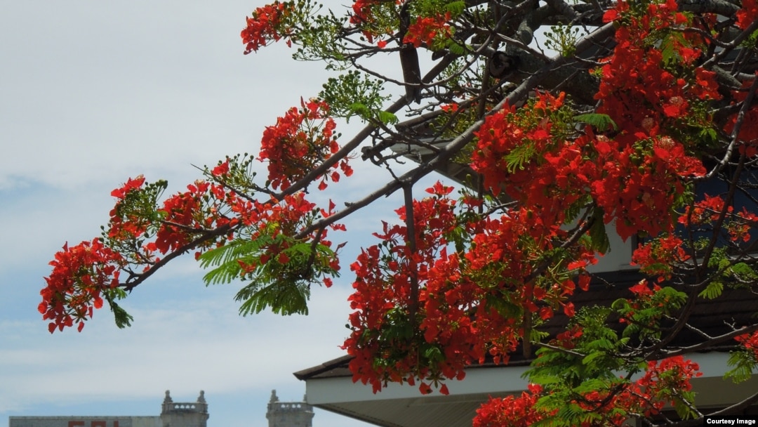 Nhà thờ Chính tòa Thánh Giuse nhìn từ trung tâm Nouméa. (Ảnh: Bùi Văn Phú)