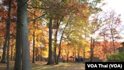 ภาพใบไม้เปลี่ยนสีที่อุทยานแห่งชาติ Shenandoah รัฐเวอร์จิเนีย