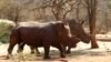 No Slowdown in South African Rhino Killings 