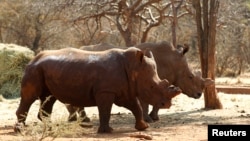 Rhinos with cut horns walk at a farm in Musina, Limpopo province, May 9, 2012