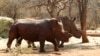 Những con tê giác đã bị cắt mất sừng trong khu nông trại ở Musina, tỉnh Limpopo.
