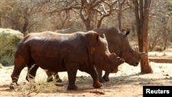 Rhinos with cut horns walk at a farm in Musina, Limpopo Province, South Africa May 9, 2012. The horns are removed in game parks to make the animal a less likely target for poachers.