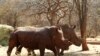 New Study Profiles Rhino Horn Buyers