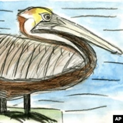Olivia Bouler's drawing of a brown pelican