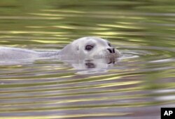 FILE - A bearded arctic seal, nicknamed Tama-chan by local residents, swims in the waters of the Tsurumi River in Kawasaki, near Tokyo, Japan.