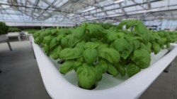 Genovese Basil plants sit in a module in the Iron Ox greenhouse in Gilroy, California, U.S. on September 15, 2021. Picture taken September 15, 2021. REUTERS/Nathan Frandino