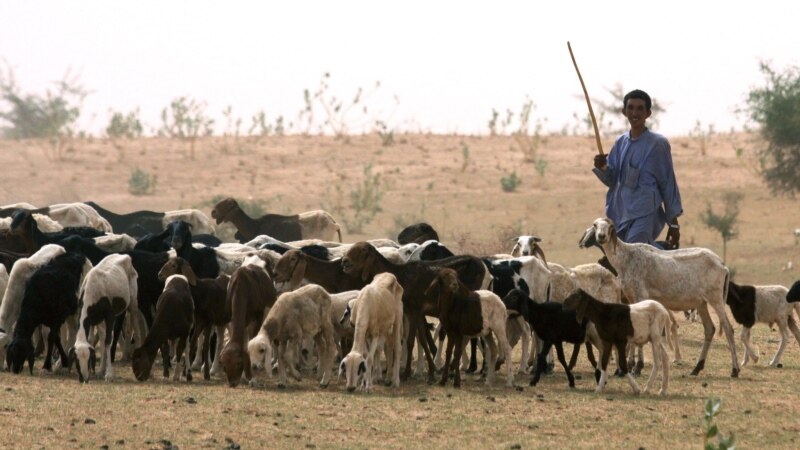 Au Togo, conflits croissants entre éleveurs nomades et agriculteurs