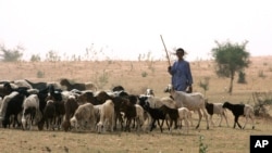 FILE - Nomadic Fulani herder grazes his sheep on parched land around Gadabeji, Niger, May 11, 2010. Technological advances now allow the region's semi-nomadic people to produce and share locally-specific, real-time weather forecasts. 