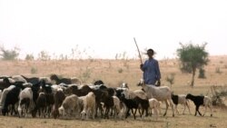 Sagamara geleya songola