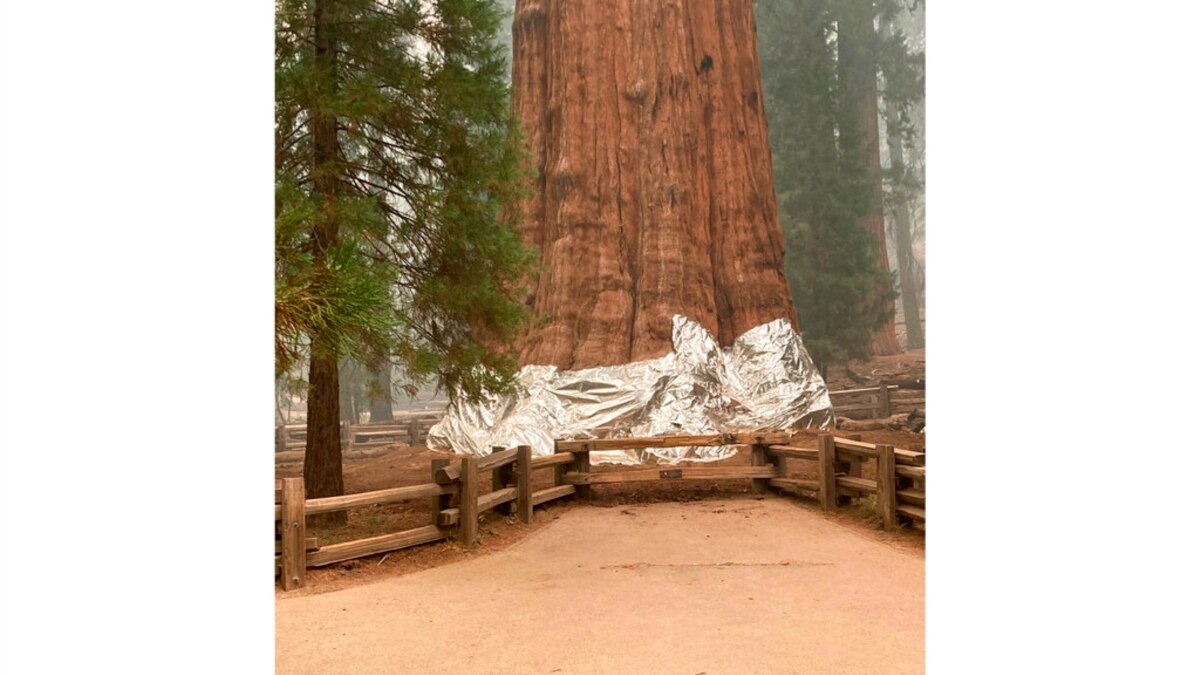 Us Firefighters Optimistic About Protecting World S Biggest Tree