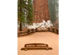 This photo provided by the Southern Area Blue Incident Management Team, Sept. 16, 2021, shows the giant sequoia known as the General Sherman with its base wrapped in a fire-resistant blanket to protect it from approaching wildfires at Sequoia National Forest.