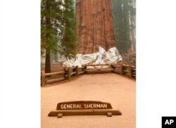 This photo provided by the Southern Area Blue Incident Management Team, Sept. 16, 2021, shows the giant sequoia known as the General Sherman with its base wrapped in a fire-resistant blanket to protect it from approaching wildfires at Sequoia National Forest.