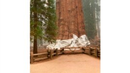 This photo provided by the Southern Area Blue Incident Management Team, Sept. 16, 2021, shows the giant sequoia known as the General Sherman with its base wrapped in a fire-resistant blanket to protect it from approaching wildfires at Sequoia National Forest.