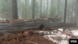 The 'Pioneer Cabin Tree' giant sequoia is seen in Calaveras Big Trees State Park in northern California after a storm made the tree fall on Sunday, January 4, 2017. (Courtesy: California State Parks)