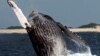 Australia Urges UN Court to Ban Japan Whale Hunt