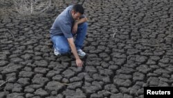 La sequía en EE.UU. ha afectado seriamente la cosecha de maíz.