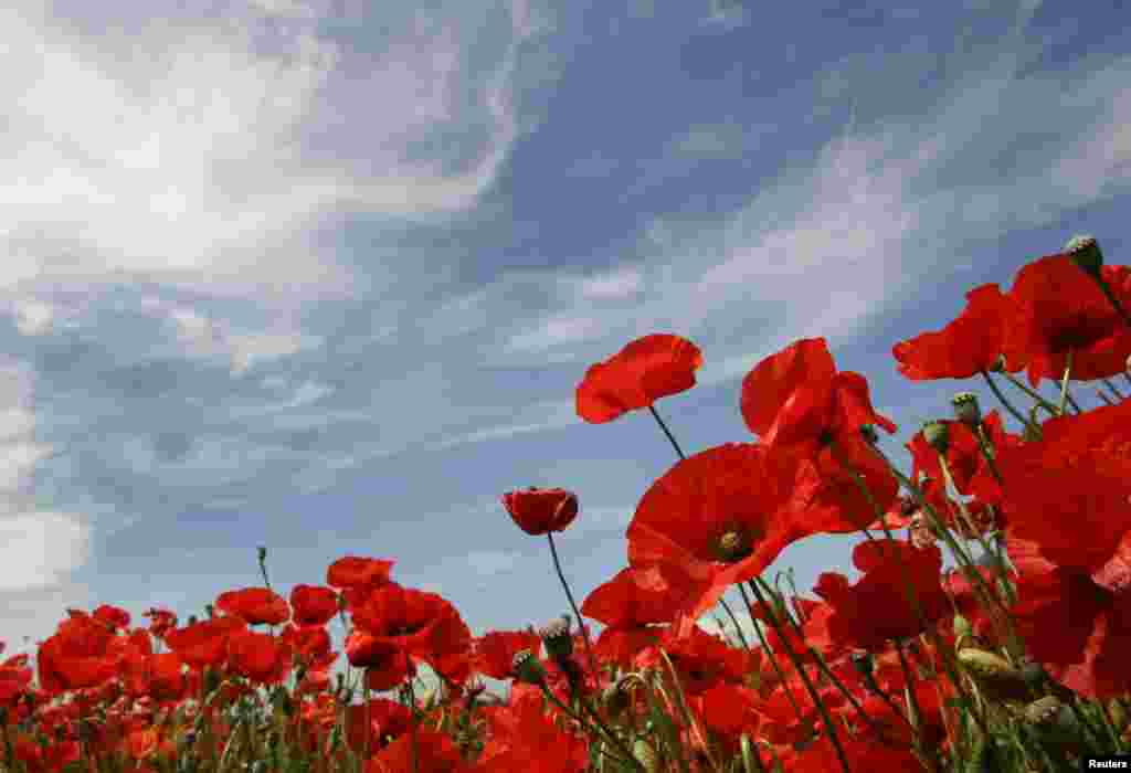 موسم بہار کی رُت