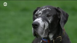 Карантин изменил жизнь собак: американцы массово разбирают животных из приютов