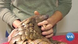 South African Vet Pioneering Medicine for Africa's Endangered Pangolins