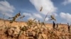 Young desert locusts that have not yet grown wings jump in the air as they are approached, as a visiting delegation from FAO observes them, in the desert near Garowe, in the semi-autonomous Puntland region of Somalia, Feb. 5, 2020. 