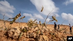 Young desert locusts that have not yet grown wings jump in the air as they are approached, as a visiting delegation from FAO observes them, in the desert near Garowe, in the semi-autonomous Puntland region of Somalia, Feb. 5, 2020. 