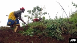 Consolate Niyonkuru cultive sa terre à Kabezi, à 20km de Bujumbura, le 29 mai 2008.