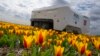 Theo, robot AI bekerja untuk memeriksa perkebunan tulip Belanda guna mencari bunga-bunga "yang mengidap penyakit" di kota Noordwijkerhout, Belanda. 