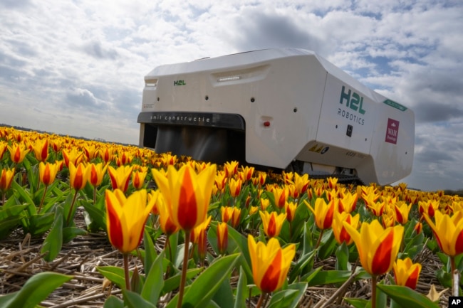 Theo works weekdays, weekends and nights and never complains about a sore spine checking Dutch tulip fields for sick flowers in Noordwijkerhout, Netherlands, Tuesday, March 19, 2024. (AP Photo/Peter Dejong)