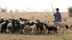 Au Togo, conflits croissants entre éleveurs nomades et agriculteurs 