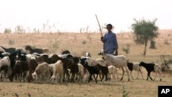 خشکسالی نه تنها حاصلات گندم را در افغانستان کاهش داده است بلکه چراگاه های سبز مواشی را نیز از بین برده است