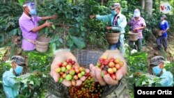 En el conjunto de imágenes se observan a los cortadores de café listos para recolectar la cosecha de este año. Fotos Oscar Ortiz/VOA