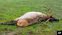 FILE - This Nov. 16, 2016, photo provided by Oregon State Police shows a bull elk that was illegally killed and left to waste near Elgin, Ore. Authorities said Sept. 8, 2017, that an extensive poaching ring is responsible for slaughtering more than 100 black bears, cougars, bobcats, deer and elk in southwestern Washington state and northwestern Oregon.