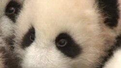 ศูนย์รักษาพันธุ์หมีแพนด้าในจีนเปิดตัวแพนด้าน้อย 14 ตัว