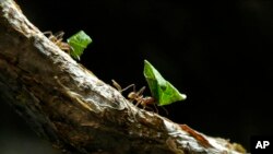 Otro fascinante misterio es cómo se organizan las hormigas para elegir a su reina.