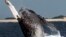 A humpback whale jumps at a whale watching point, off Okinawa, southwestern Japan, in this file photo.