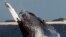 FILE - A humpback whale jumps at a whale watching point, off Okinawa, southwestern Japan.