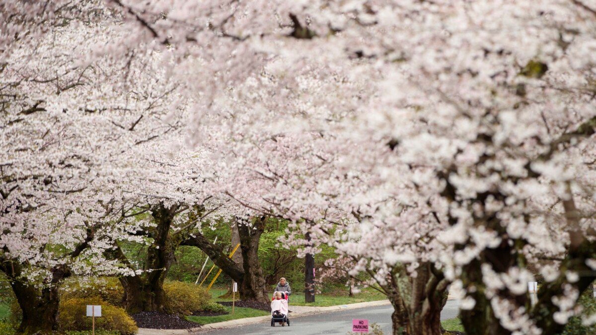 Think Pink: DC's National Cherry Blossom Festival - Life is Suite
