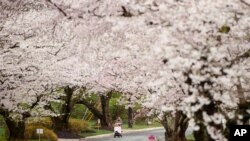 A woman pushes a baby in a stroller under a canopy of cherry blossoms in the Kenwood neighborhood of Bethesda, Md., Tuesday, March 24, 2020. Kenwood may be a stand-in for some for Washington, DC's National Cherry Blossom Festival that has been canceled…