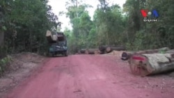 Illegal Logging Ravaging the Last Forests, Activists Say