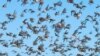 Locust Plague Swarms Madagascar