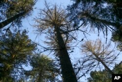 FILE - Douglas fir trees that died as a result of insect damage following heat stress are visible in the Willamette National Forest, Ore., Friday, Oct. 27, 2023. (AP Photo/Amanda Loman)