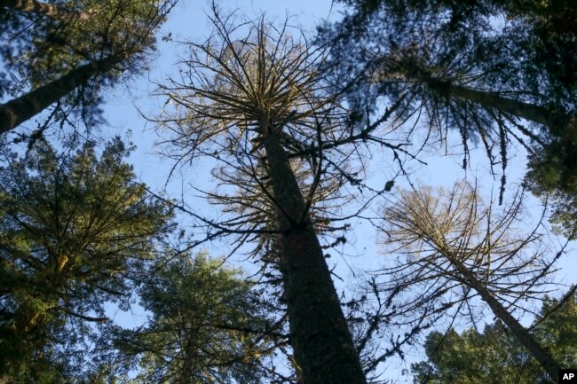 FILE - Douglas fir trees that died as a result of insect damage following heat stress are visible in the Willamette National Forest, Ore., Friday, Oct. 27, 2023. (AP Photo/Amanda Loman)