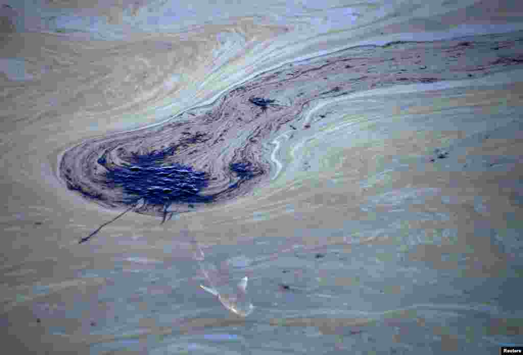 A fish swims under oil slicks in the Talbert Channel after a major oil spill off the coast of California has come ashore in Huntington Beach, California, Oct. 3, 2021.