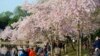 US Capital Cherry-blossom Forecast Updated 