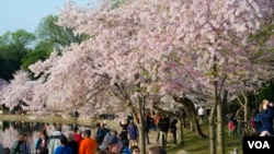 Throngs of people stroll around the cherry blossom groves, with many visitors arriving before sunrise to take photographs, Tidal Basin in Washington, DC, April 13, 2014. (Elizabeth Pfotzer/VOA)