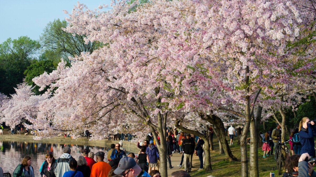 When Is Peak Cherry Blossom , When Is The Cherry Blossom Season In